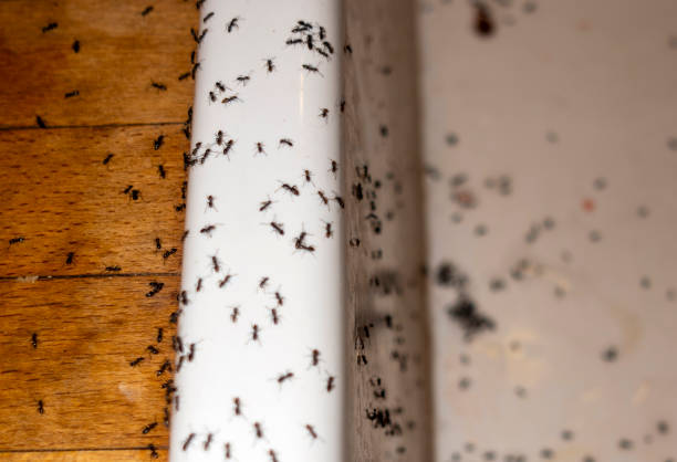 Best Residential Pest Control  in Jericho, NY