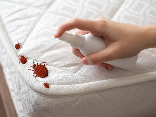 Best Flea Control Services  in Jericho, NY