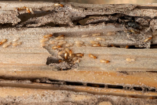 Bird Control in Jericho, NY